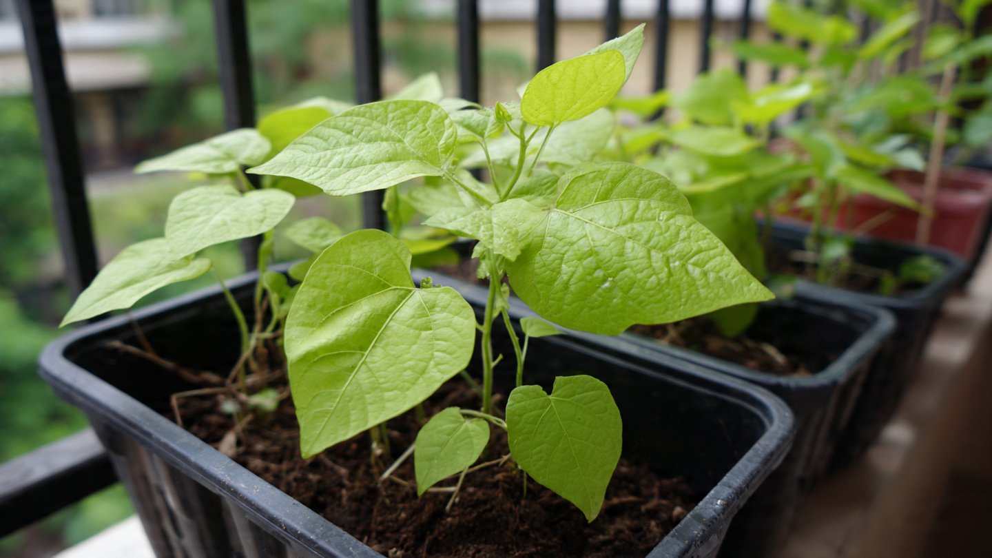 Grow Sweet Potatoes in Plastic Tubs on Balcony: Easy DIY Guide for High Yields in Small Spaces