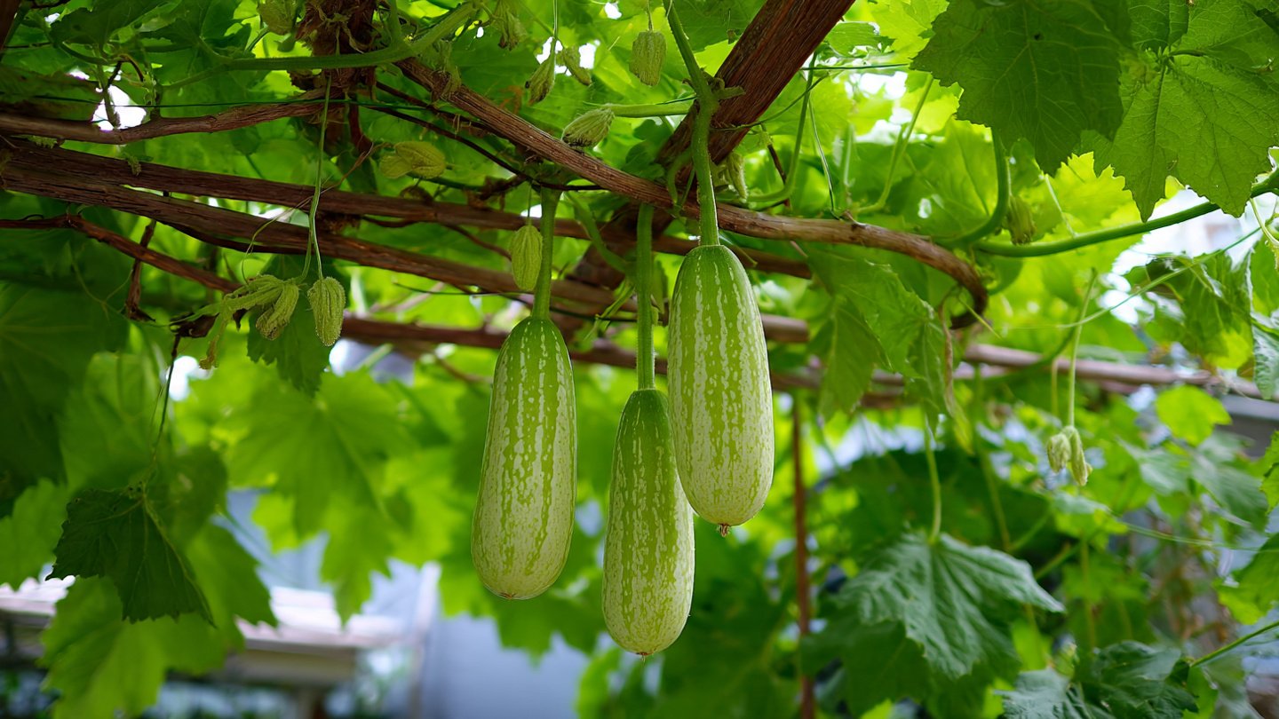 Growing Angled Luffa at Home Easy and with Lots of Fruit: Complete Beginner-Friendly Guide