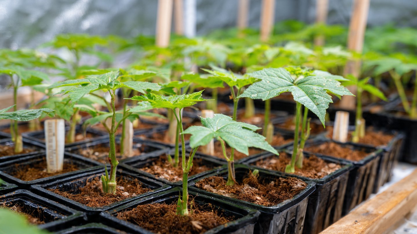 Growing Okra in Plastic Bottles for Big Harvests: A Complete Step-by-Step Guide to Producing Healthy, High-Yield Plants in Small Spaces Using Recycled Containers