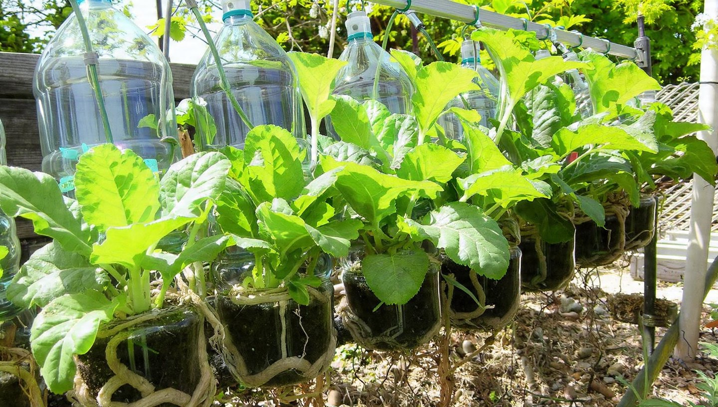 Hanging Bottle Cabbage Method for Big, Fresh, Healthy Heads: A Complete Step-by-Step Guide to Growing Juicy, Pest-Free, High-Yield Cabbage at Home Using Recycled Plastic Bottles