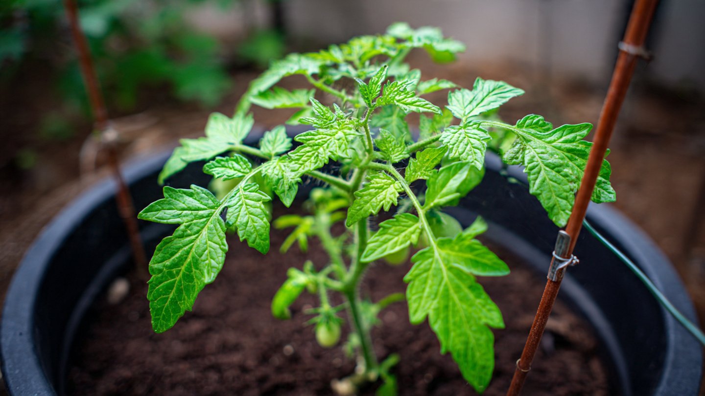 How Can a Copper Wire Loop Transform Your Tomato Plant Growth?