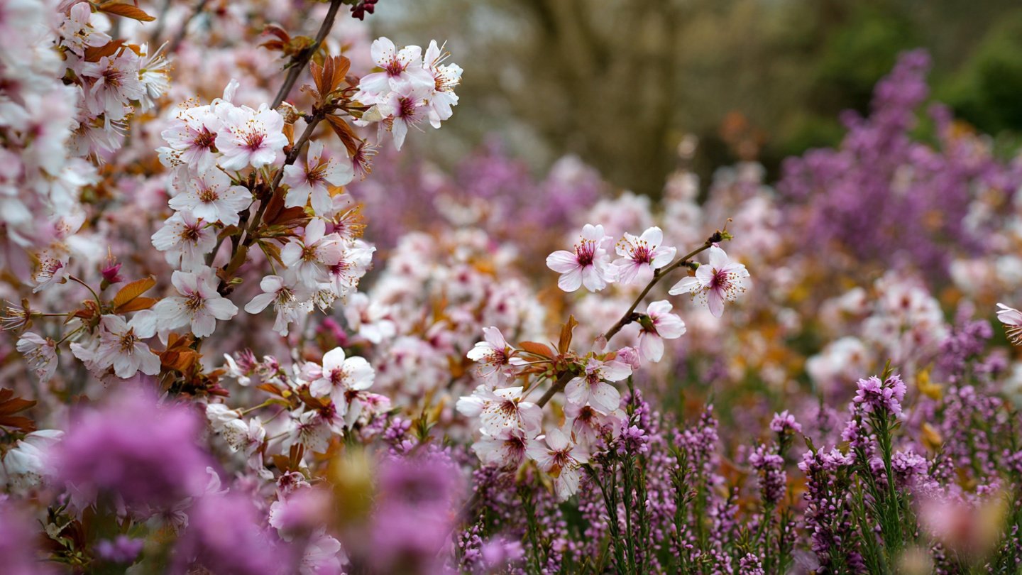 How Can a Windbreak Save Your Garden from Blossom Drop?