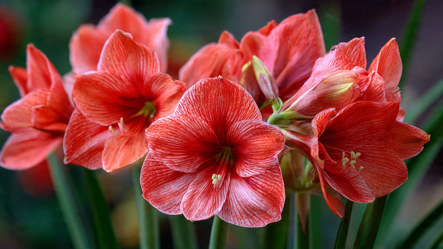 How Can You Ensure Your Amaryllis Blooms Every Year With a Simple Secret?