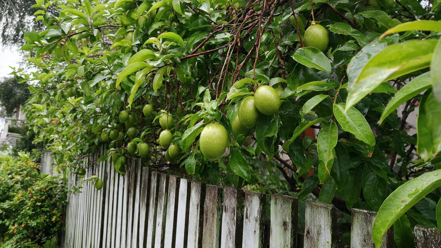 How Can You Grow Exotic Passion Fruit on a Simple Fence Line?