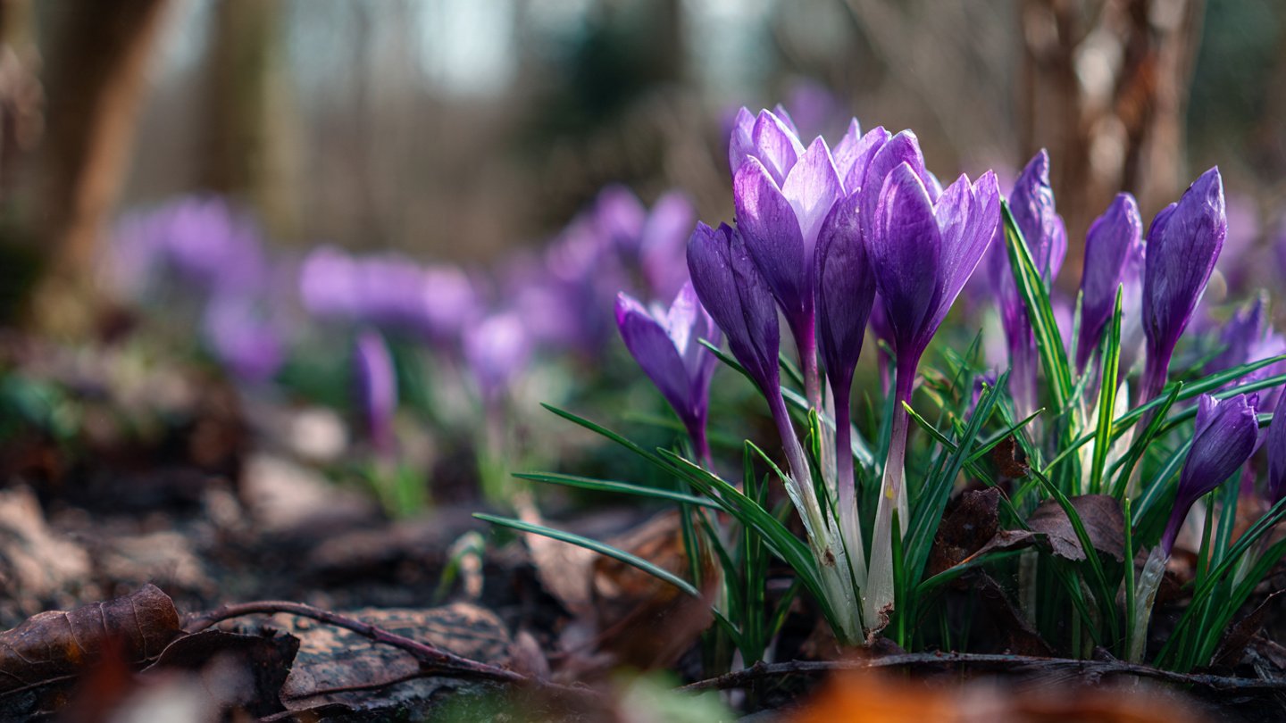 How Can You Make Spring Bulbs Bloom in the Heart of Winter?