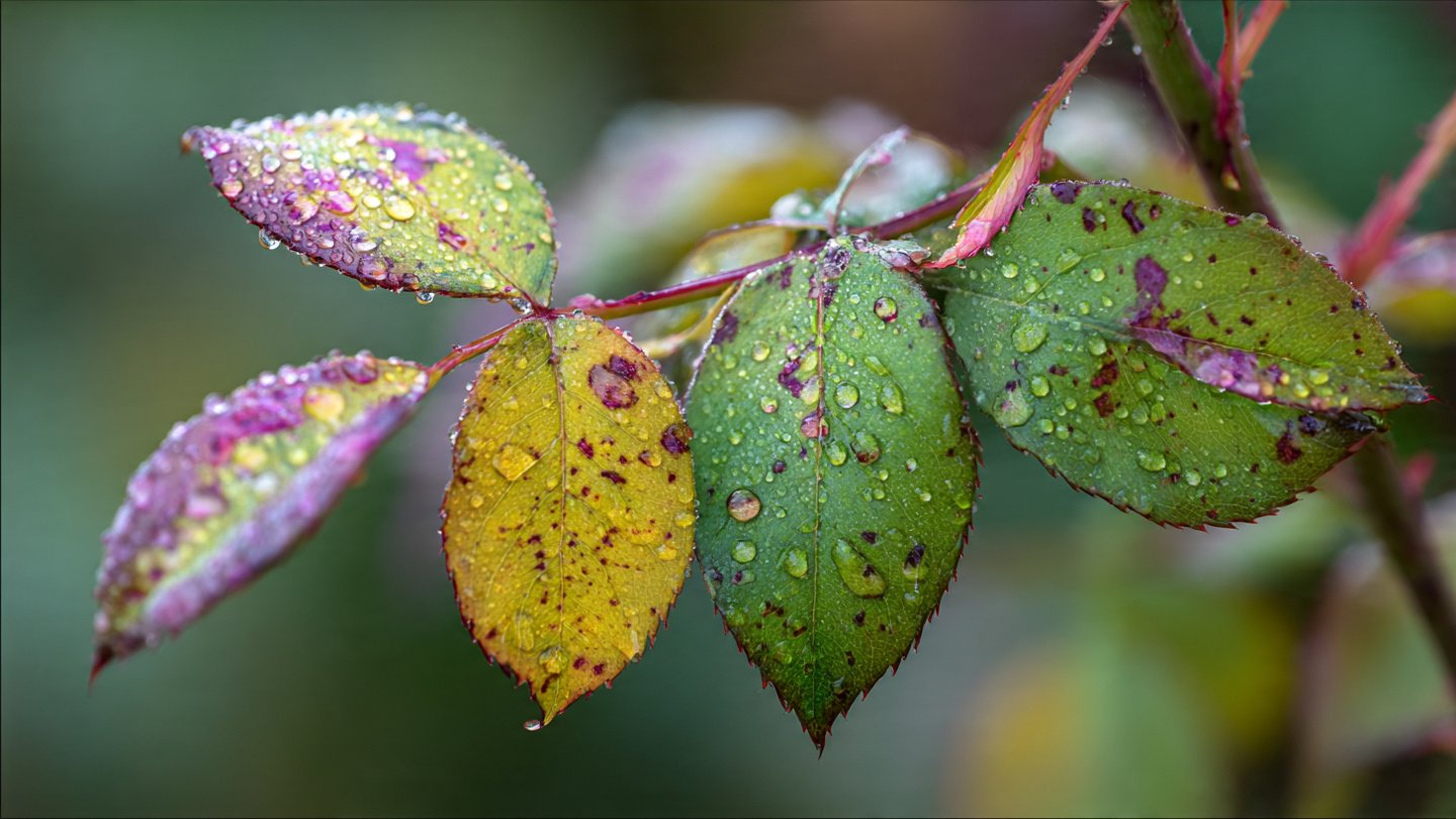 How Can You Protect Your Rose Leaves From Black Spot Naturally?