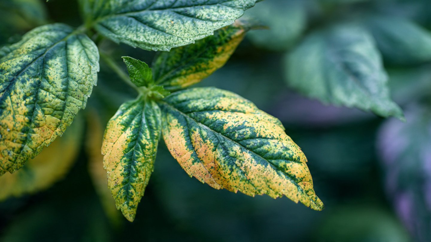 How Can You Spot Nutrient Deficiencies in Your Leaves Effectively?