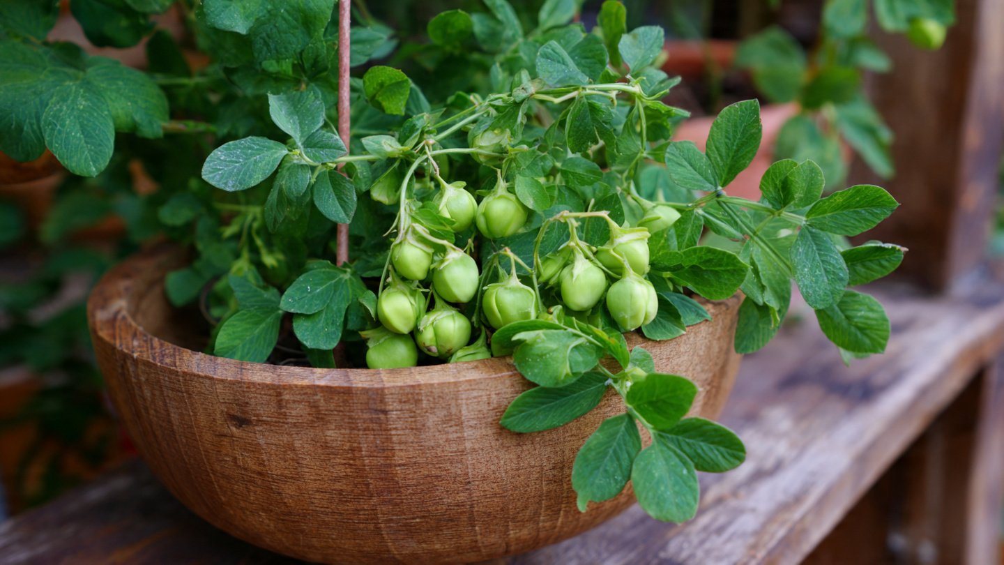 How Can You Successfully Grow Chickpeas in a Simple Garden Pot?