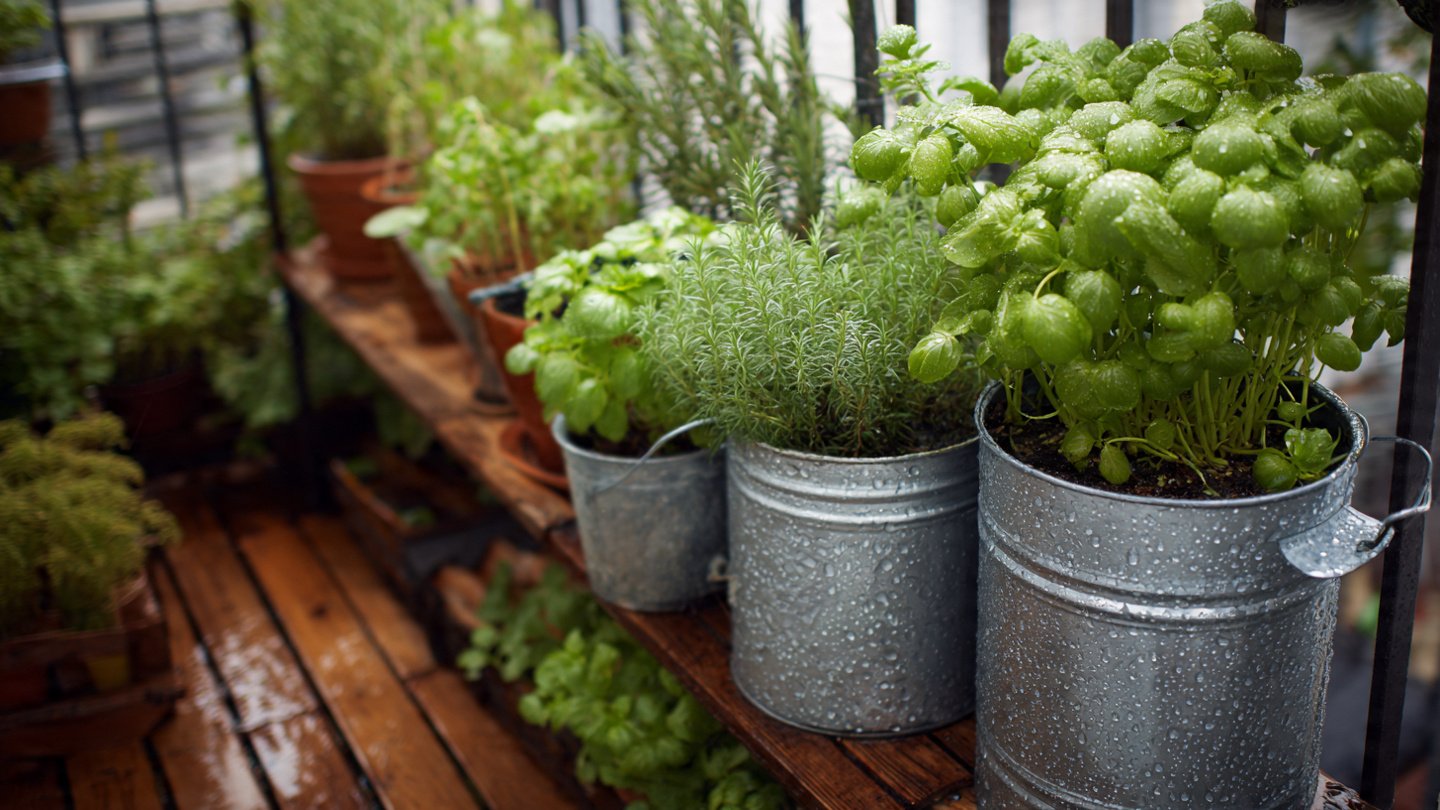 How Collecting Rainwater Can Transform Your Balcony Herb Garden