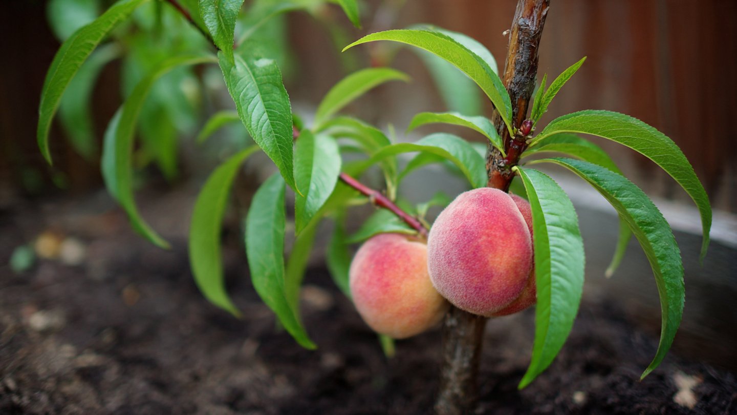 How Mama Judy Plants Her Peaches from Seeds – Simple Home Gardening Guide