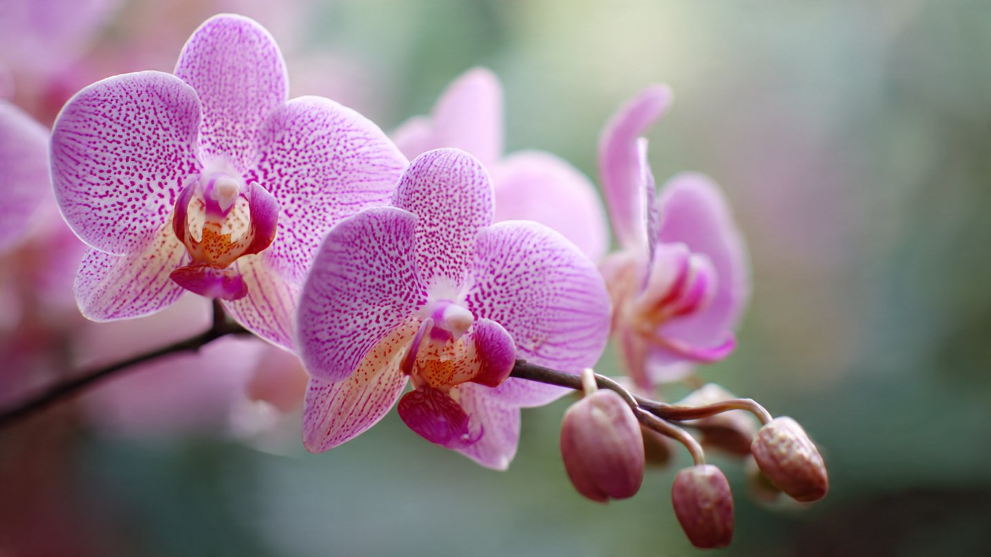 How Often to Fertilize an Orchid for Bigger, Longer-Lasting Blooms