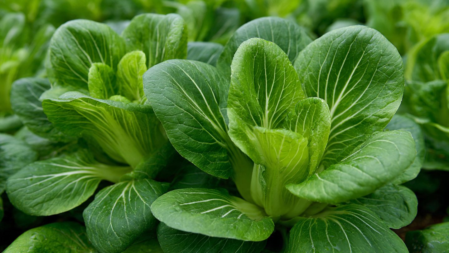 How to Achieve a Continuous Harvest of Grow Pak Choi for Year-Round Freshness