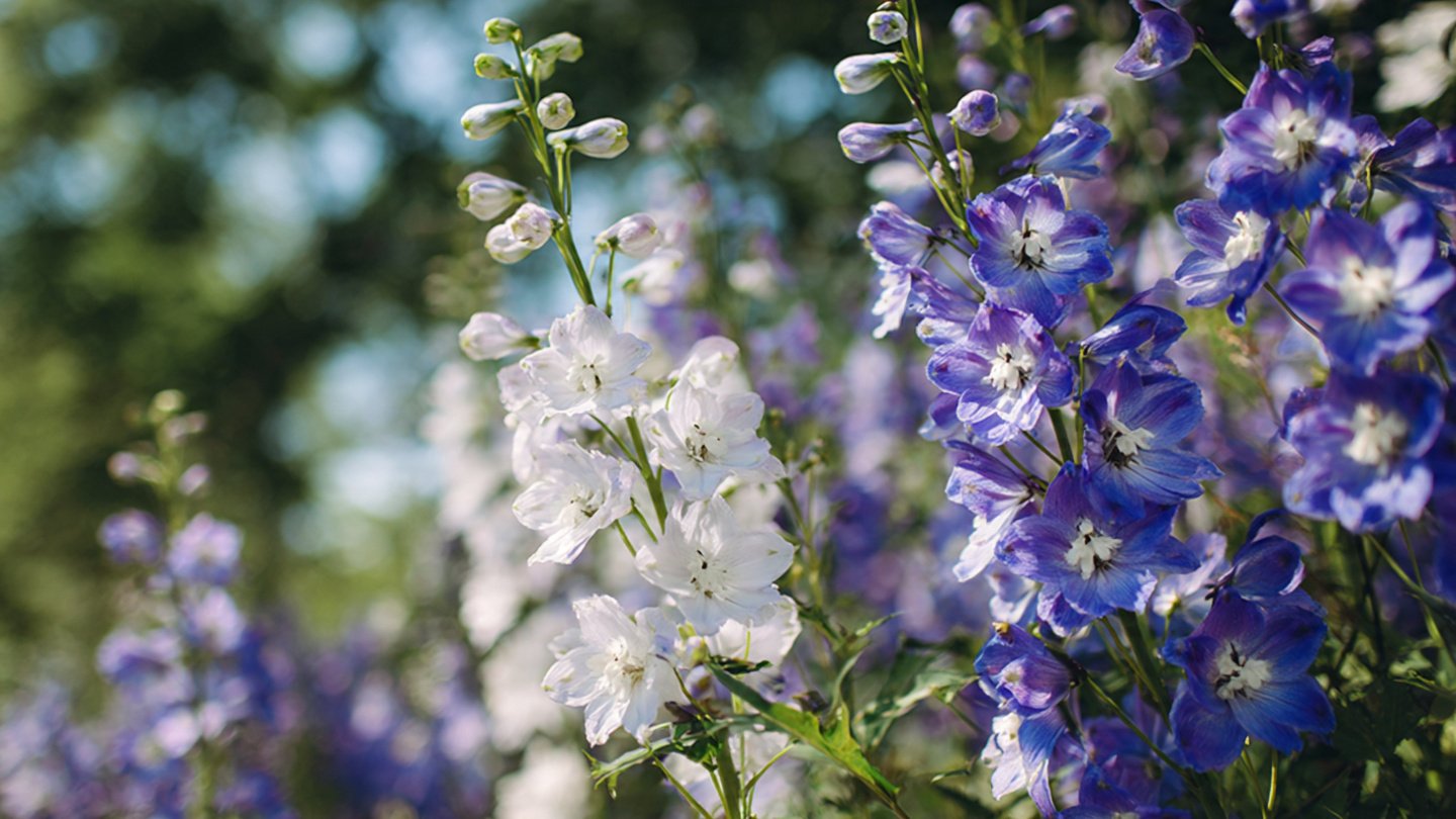 How to Achieve a Flourishing Garden: The Simple Way to Grow Larkspur From Seed
