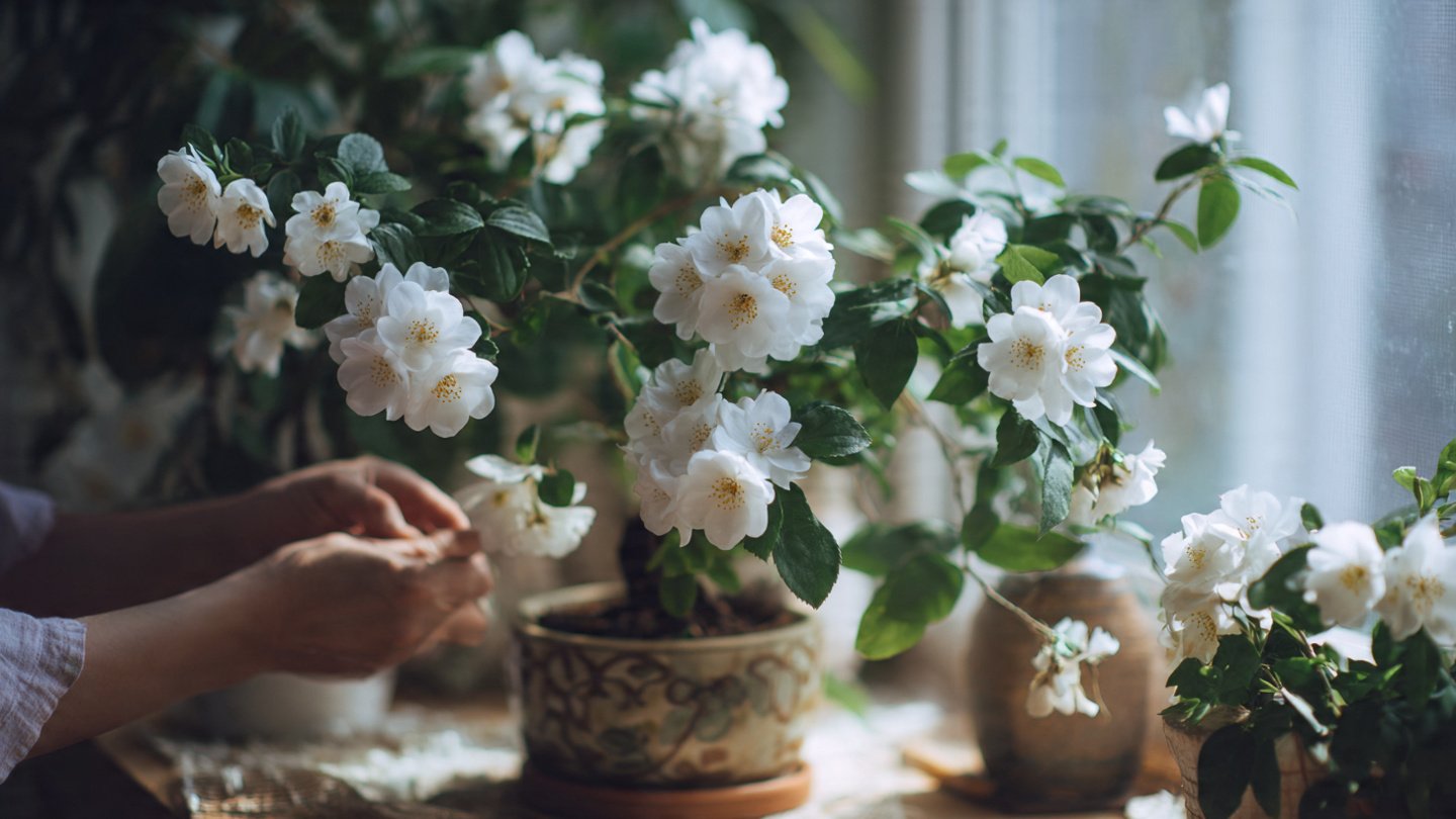 How to Achieve Jasmine Air Layering Success at Home: A Complete Method Guide