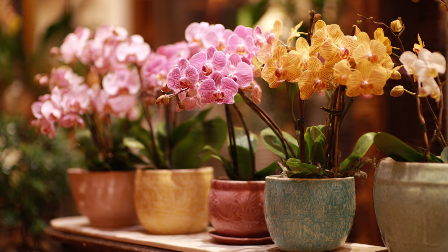 How to Choose the Best Orchid Flowers Potted for Your Home or Gift