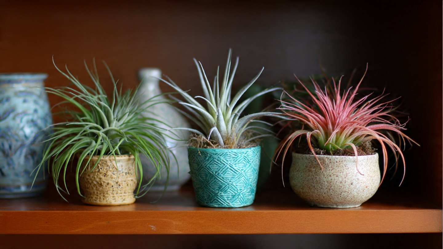 How to Easily Grow Air Plants: The Simple Way to Cultivate Them Without Care