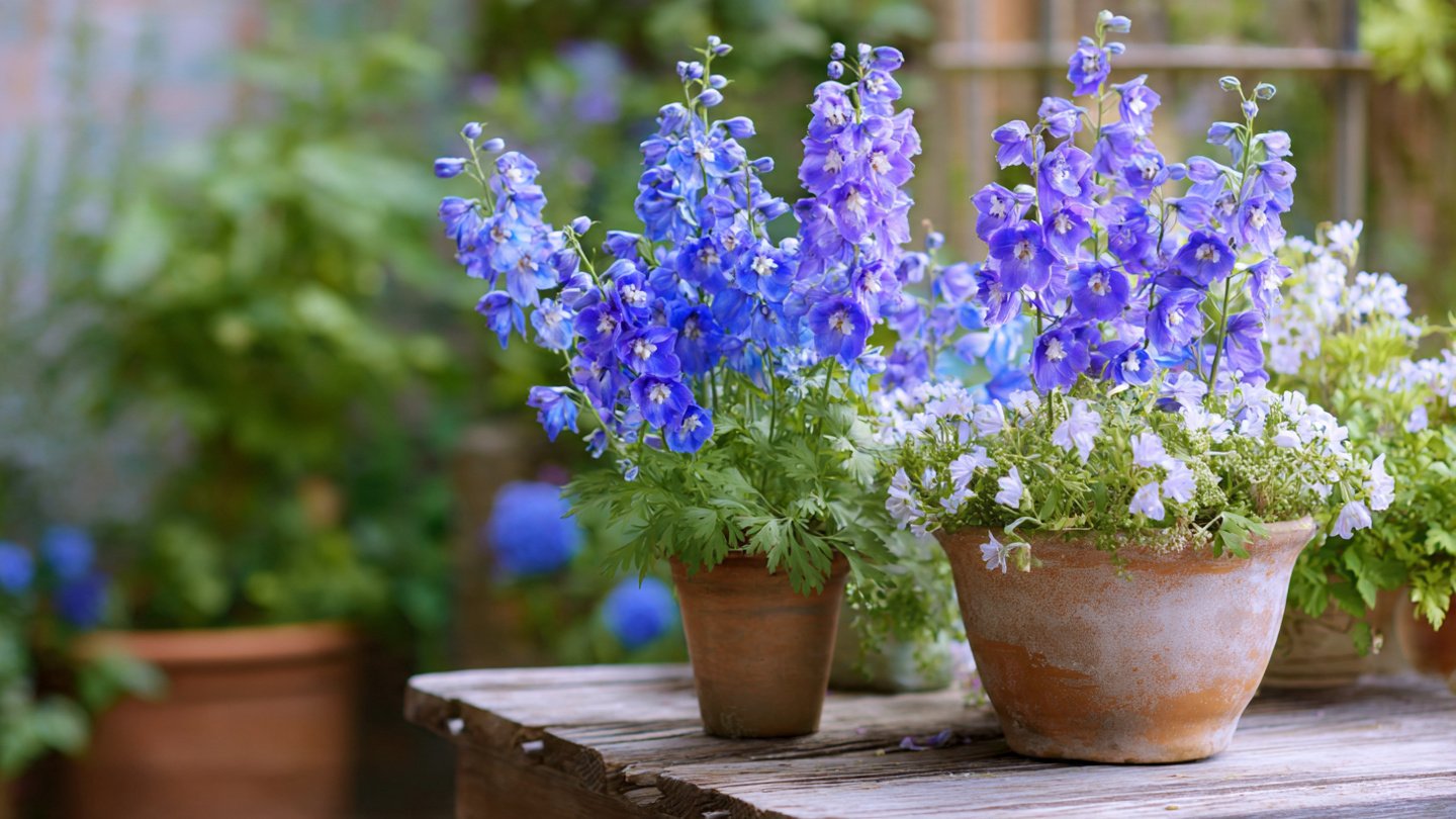 How to Effortlessly Grow Larkspur in Pots: An Easy Hack for Stunning Blooms