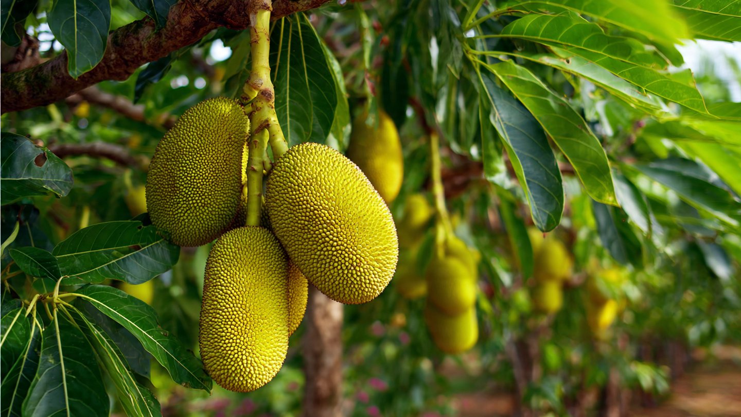 How to Get More Fruits from Jackfruit Plant – Organic Fertilizer and Proven Growth Tips