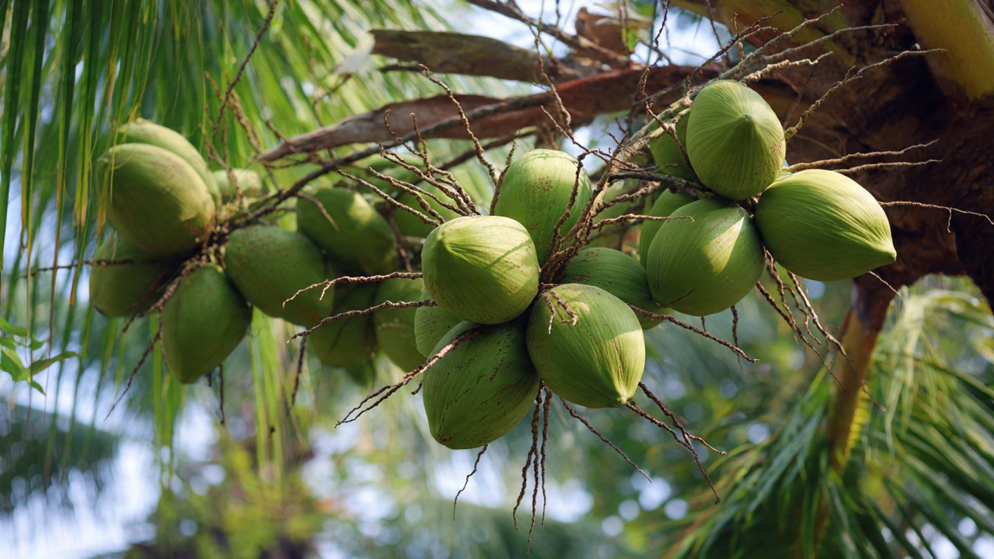 How to Grow a Coconut Plant at Home for Abundant Nut Production