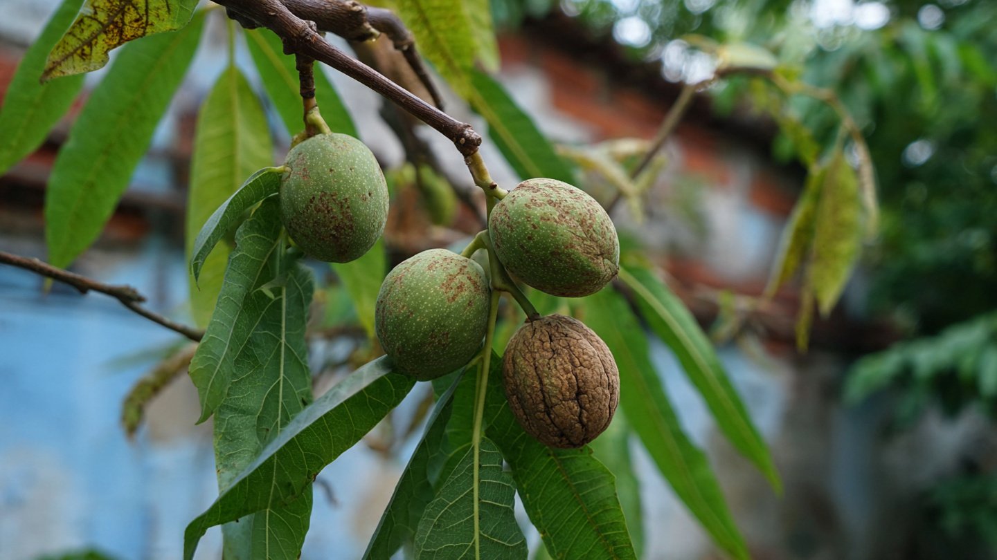 How to Grow a Walnut Plant at Home for Healthy Nuts and Strong Growth