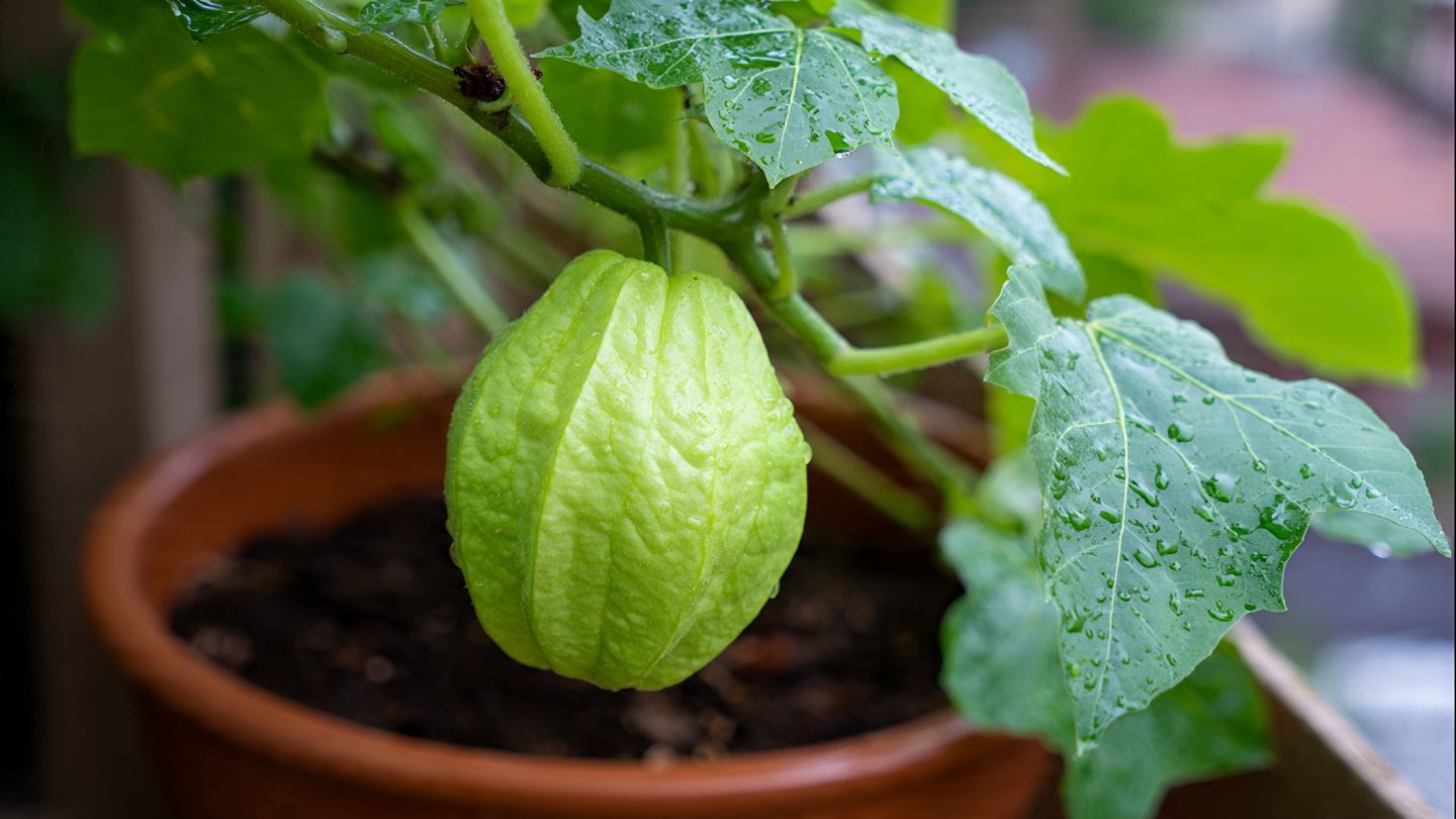 How to Grow Chayote in a Paint Bucket Easily | Simple Container Gardening Method