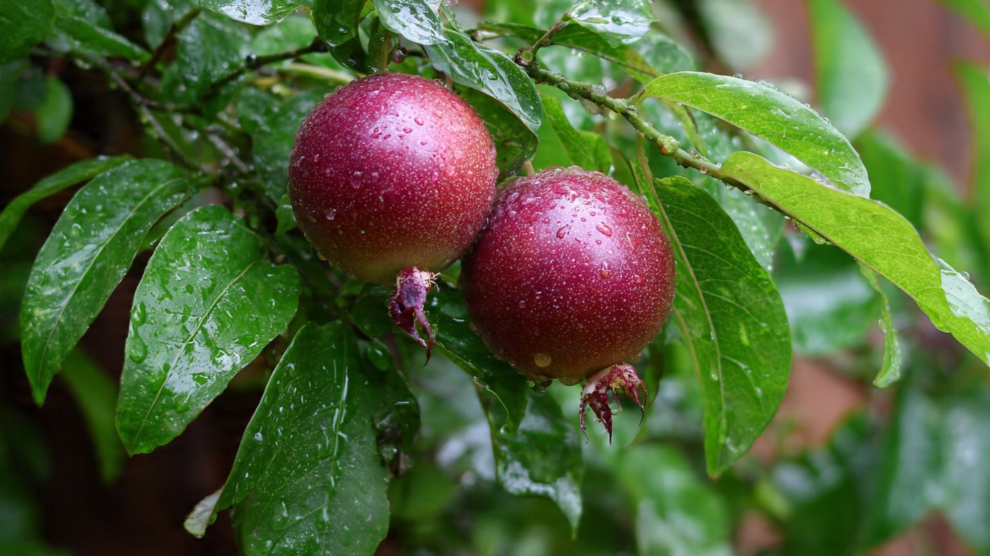 How to Grow Passion Fruit from Seed – Easy Step-by-Step Method for Beginners