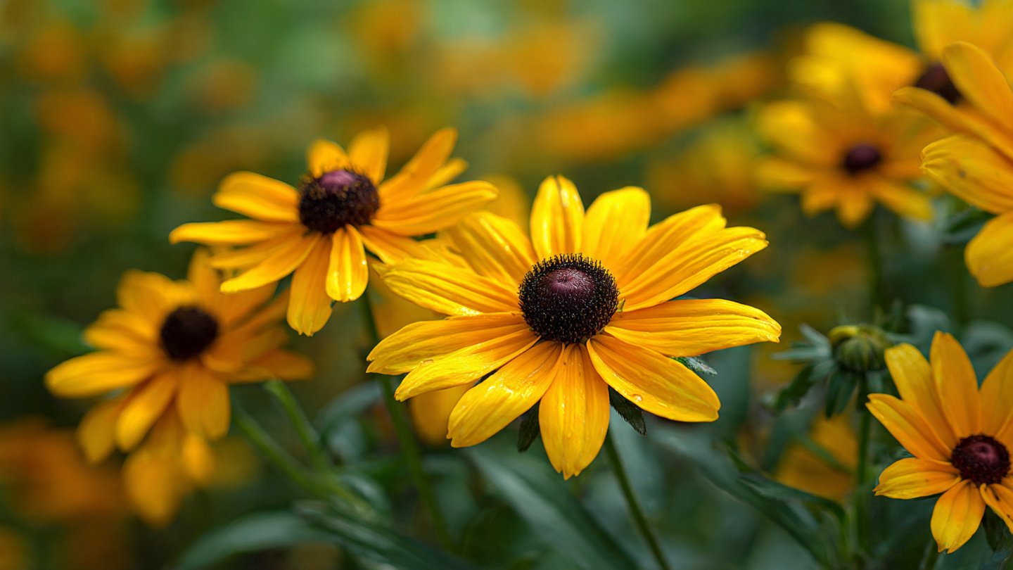 How to Grow Rudbeckia for Stunning Perennial Blooms in Your Garden