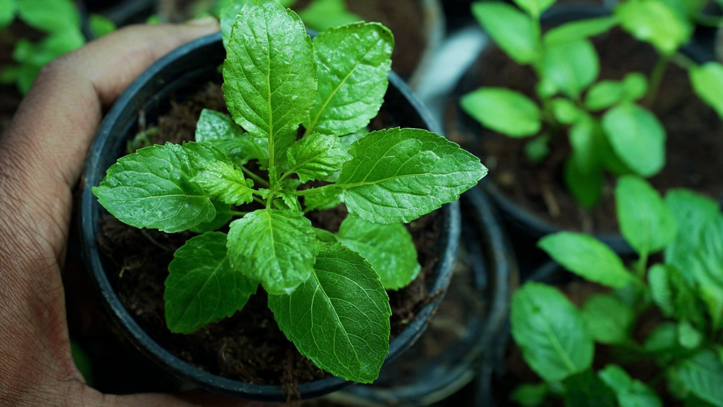 How to Make Tulsi Plant Thick and Leafy Naturally: Essential Tips for Healthy Growth