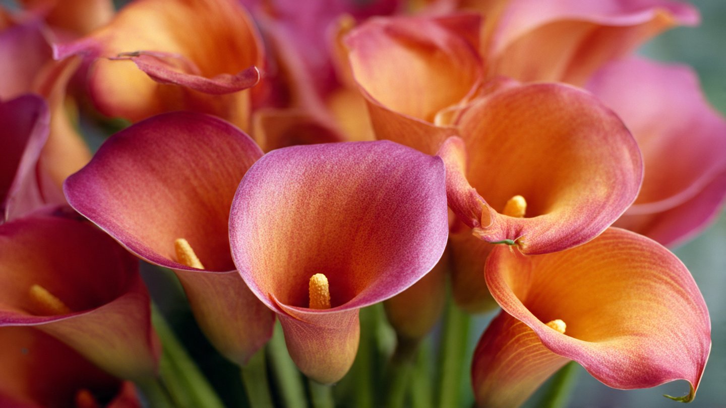 How to Plant Calla Lilies and Master Pollination for Gorgeous Blooms