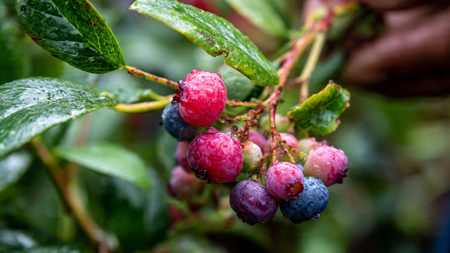 How To Start Berry Bushes From Cuttings—It's Easier Than You Think
