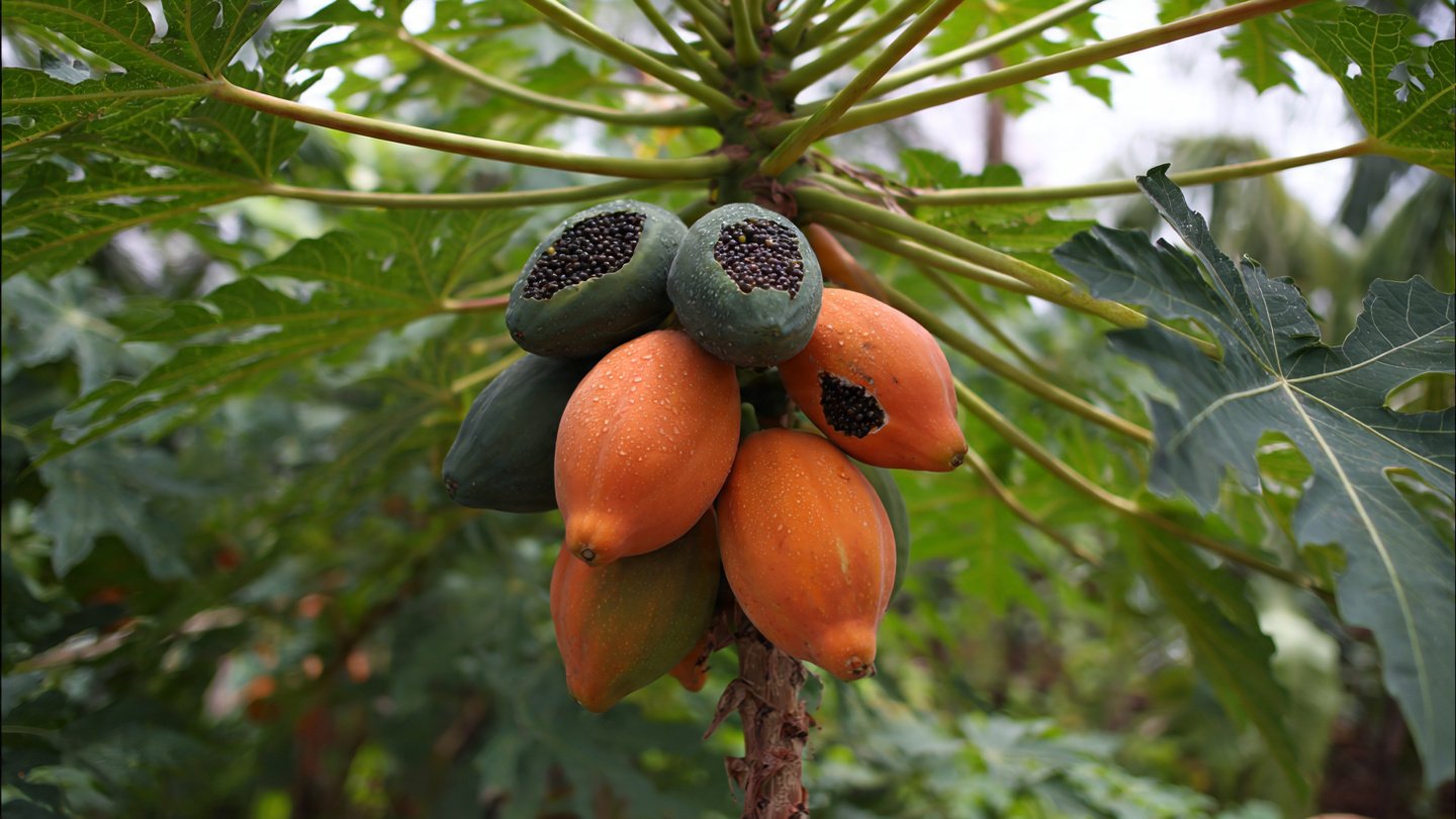 How to Start Container-Friendly Papaya Seeds Successfully: A Step-by-Step Method