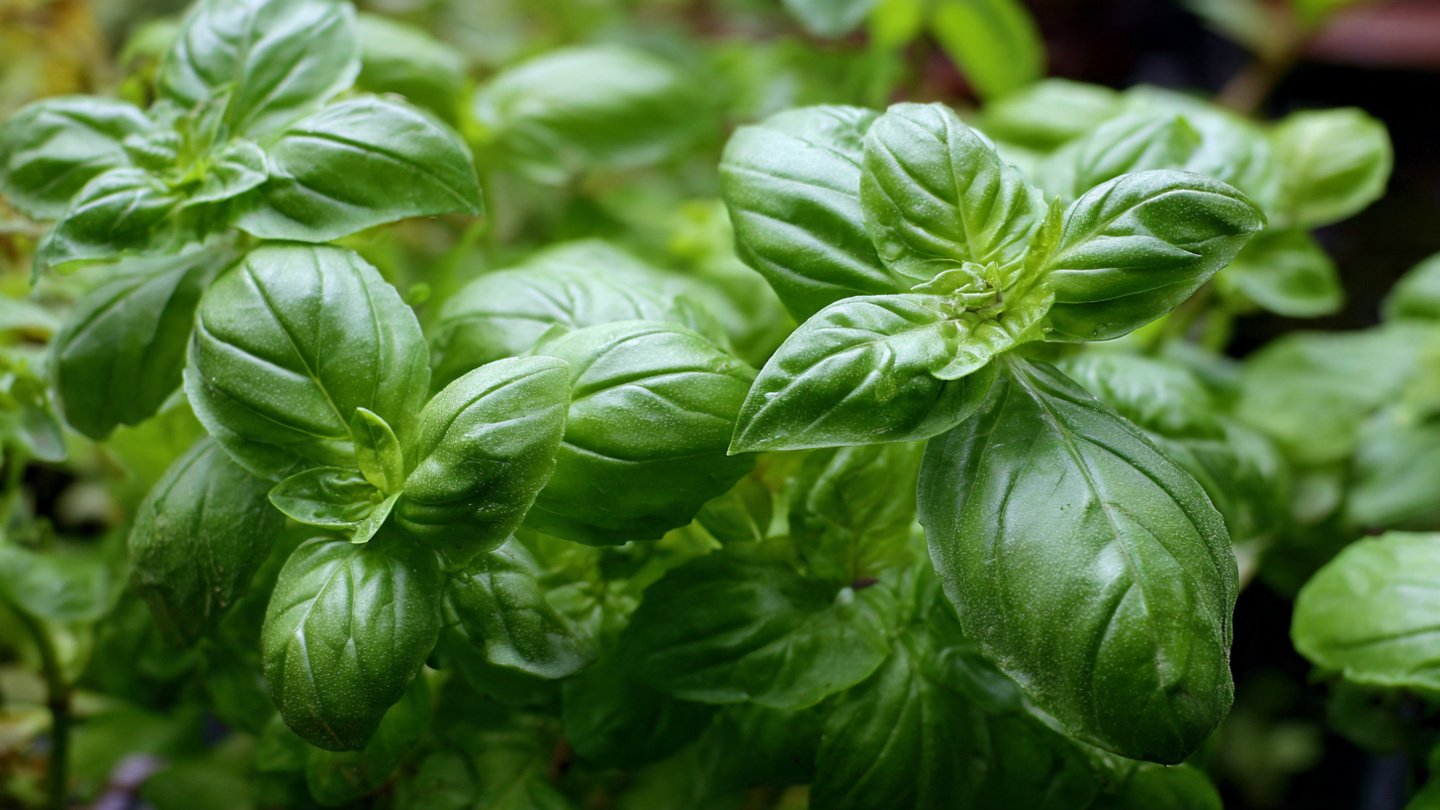 How to Successfully Grow Basil in Warm Climates Year Round for Thriving Herb Gardens