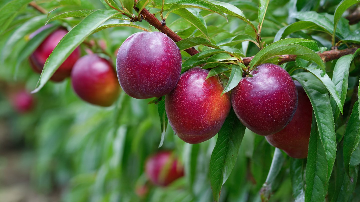 How to Successfully Grow Early Nectarine Varieties in Canada for a Bountiful Harvest