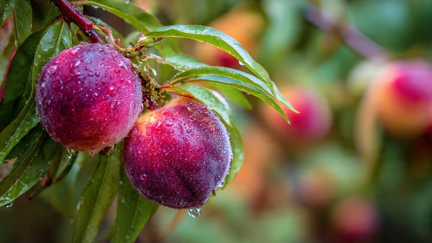 How to Successfully Grow Hardy Peach Trees in Your Backyard Without Using a Greenhouse