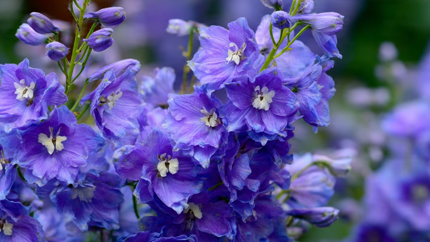 How to Successfully Grow Larkspur: The Best Way to Thrive in Cool Season Conditions