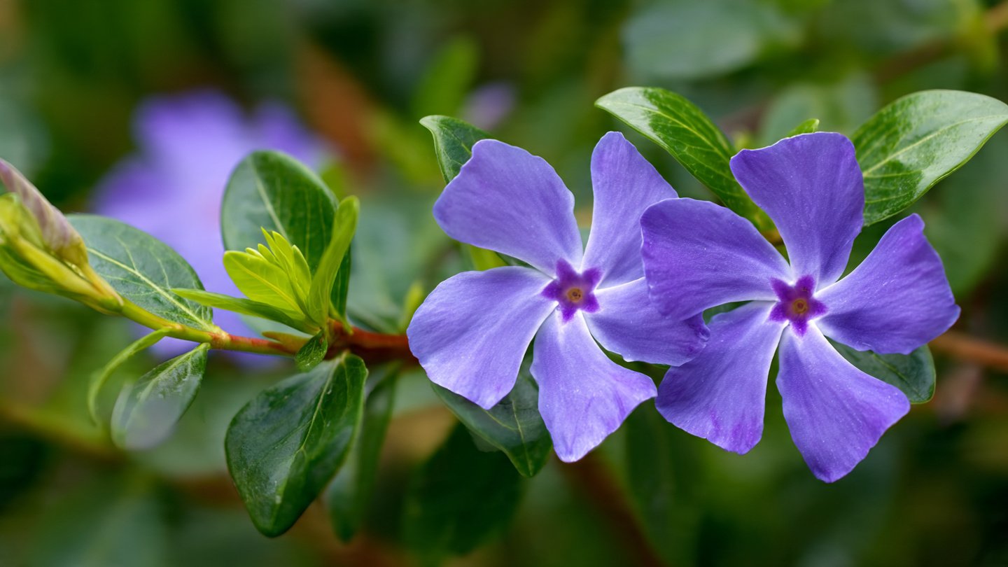 How to Successfully Grow Periwinkle for Continuous Flowering Throughout the Season