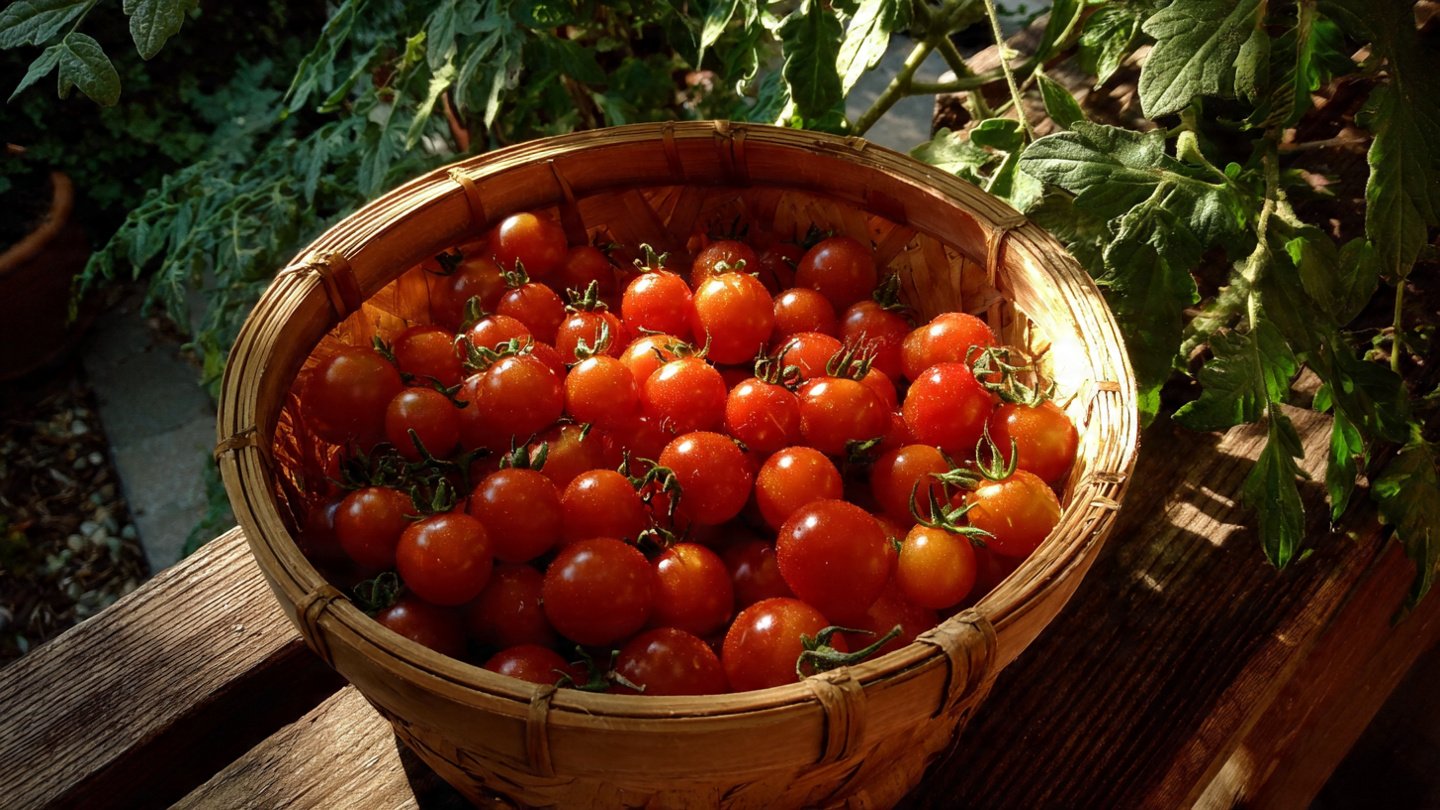 I Wish I Knew This Tomato-Growing Method Earlier — Massive, Juicy Harvest With Almost No Effort!