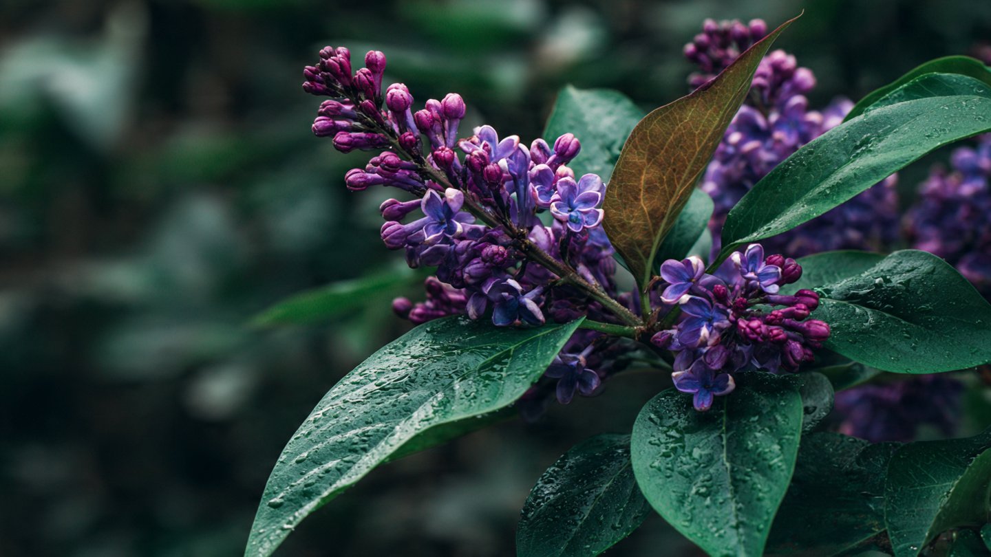 Is Your Lilac Plant Trying to Tell You Something with Brown Edges on Its Leaves?