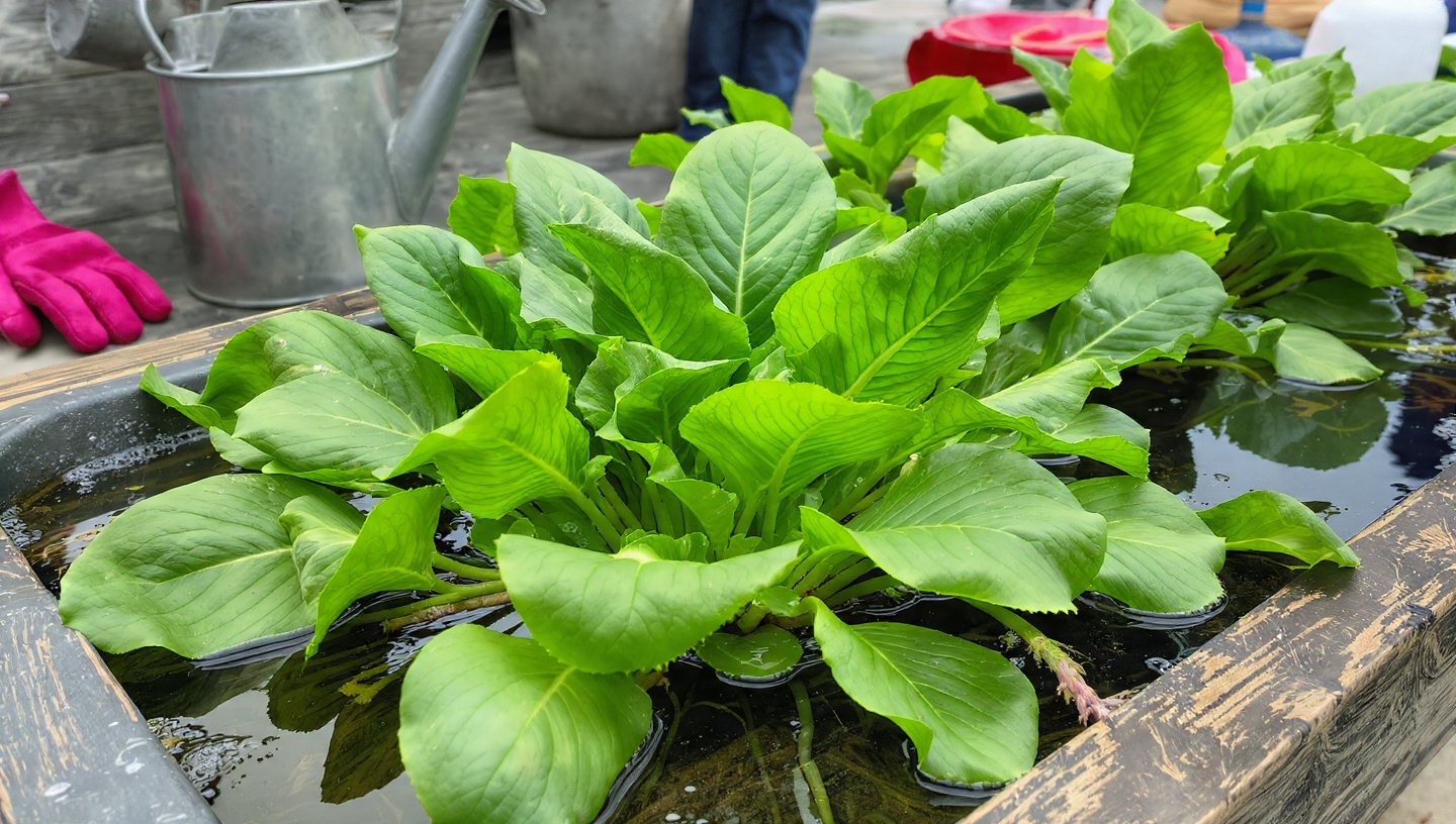 Learn Now This Simple Way To Grow Your Own Water Spinach