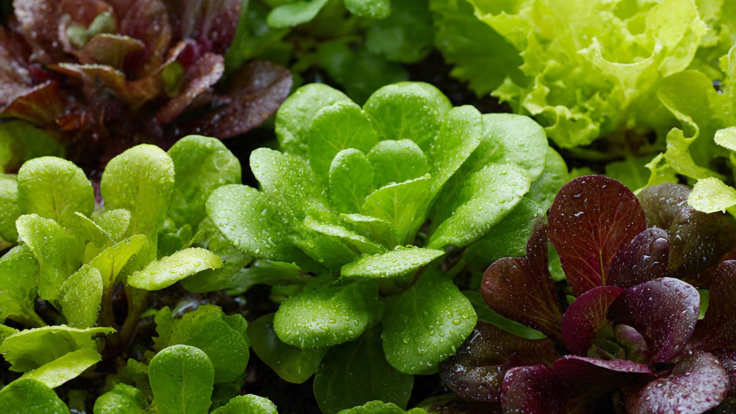 Live in a Warmer Zone? 9 Hardy Salad Greens for a Winter Garden