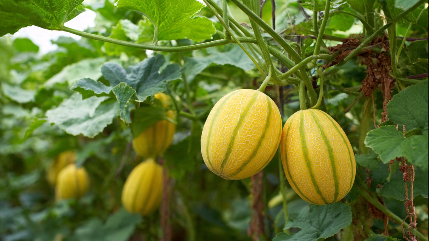 Mistakes to Avoid When Planting Yellow Melons for Large, Sweet Fruit
