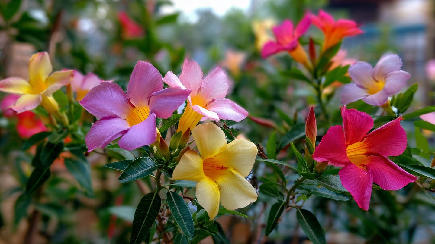 Multiple Colours Grafting on Allamanda | Grow Rainbow Allamanda on One Plant