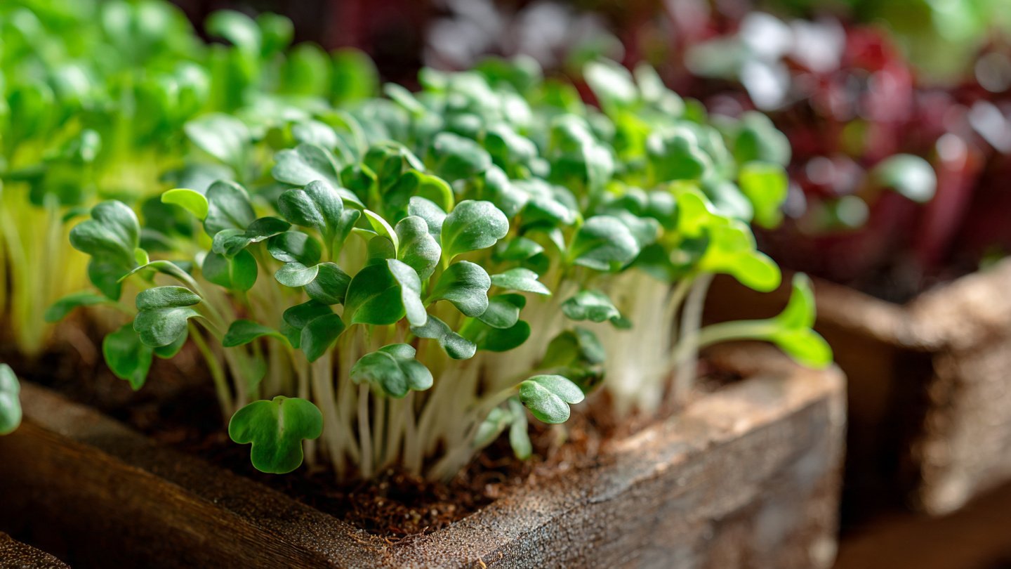 No Soil, No Problem: How to Grow Microgreens Super Easily Using Coconut