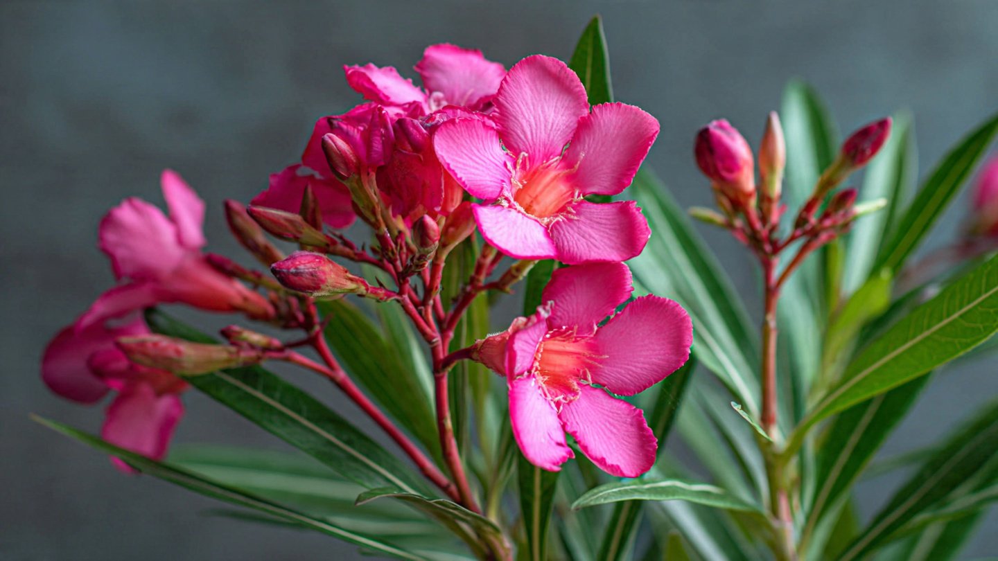 Oleander Cutting Propagation Explained: Complete How-To Guide for Fast Rooting and Healthy Plants