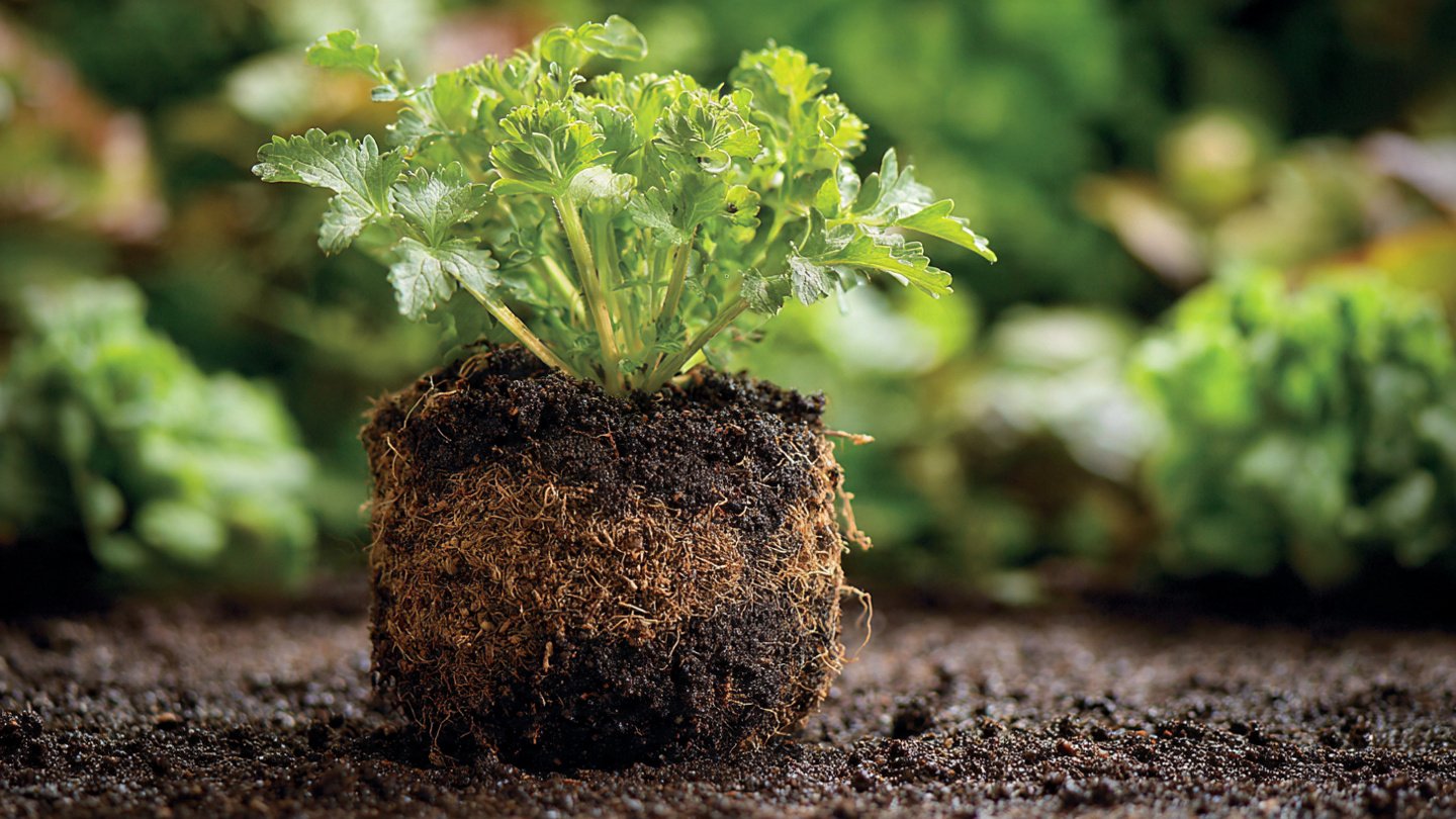 Plant Chia: No-Fuss Growing Guide for Home Gardeners