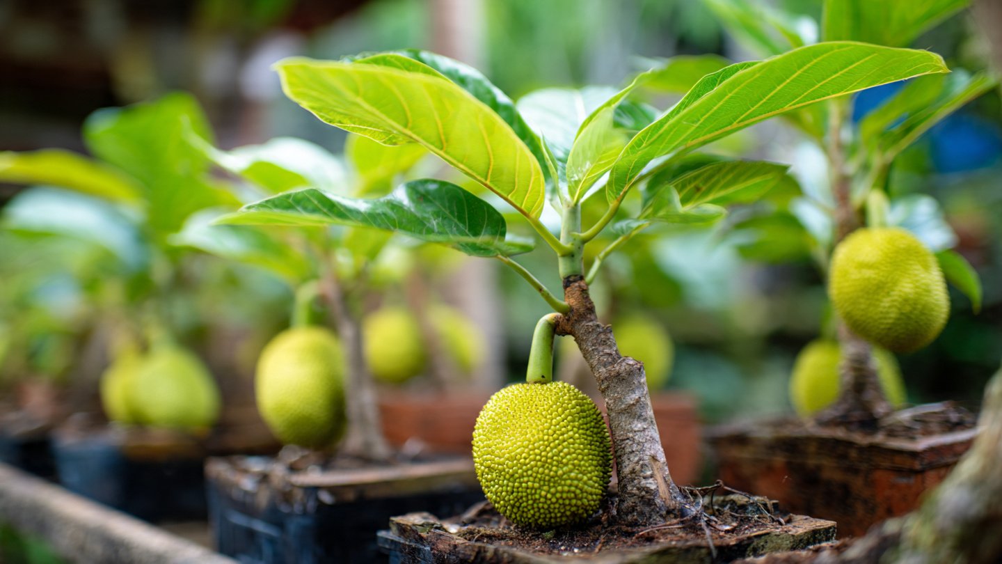 Revolutionary Jackfruit Grafting Ideas: Smart Techniques to Grow Faster, Stronger & High-Yield Jackfruit Trees