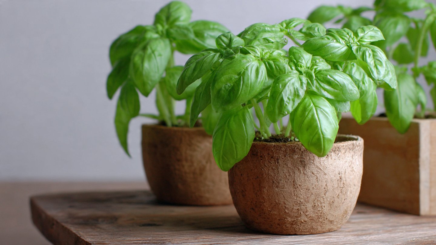 Simple Guide to Growing Basil From Cuttings at Home