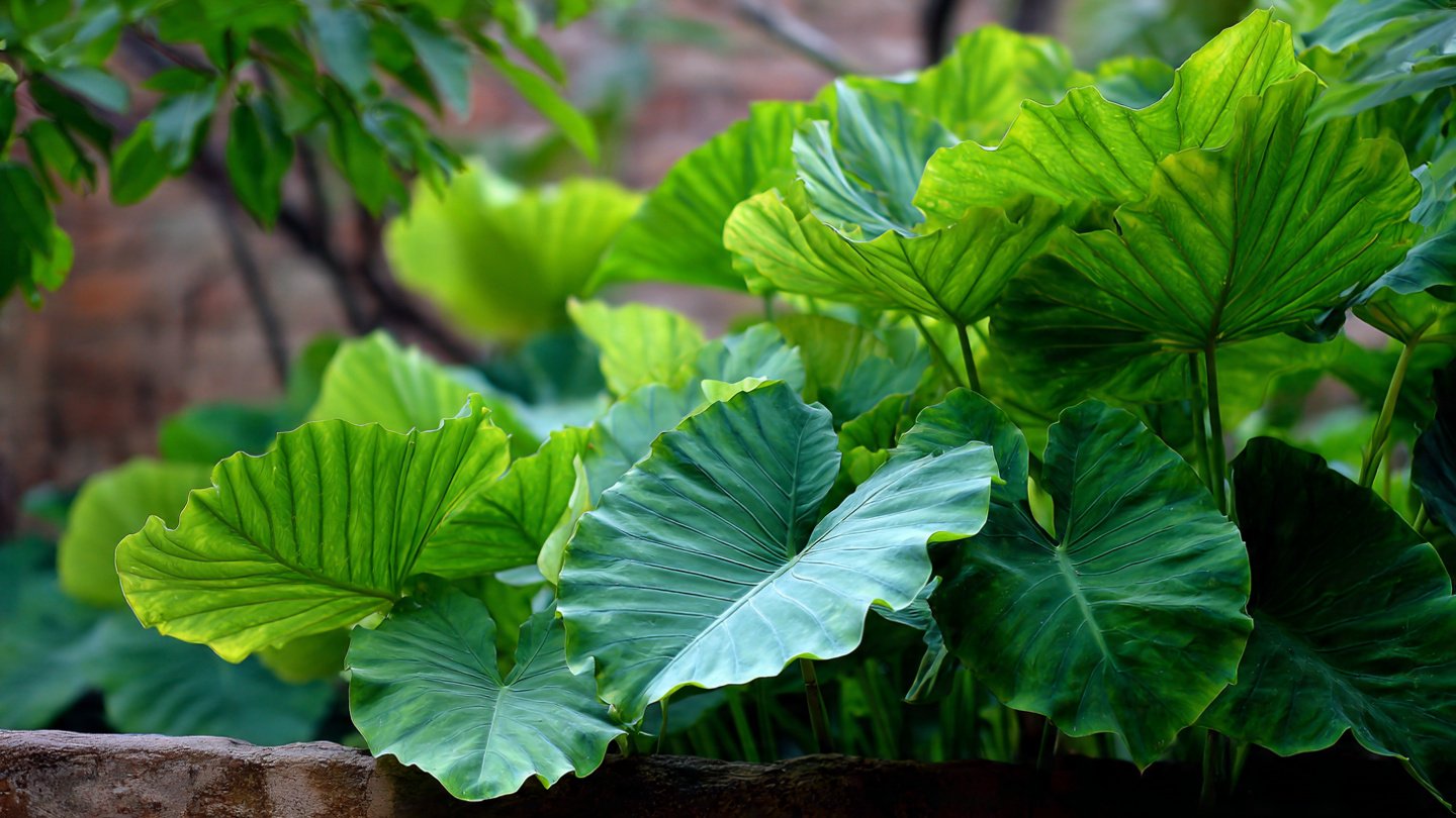 Simple Guide to Successfully Grow Colocasia in Moist Garden Areas for Beautiful Foliage