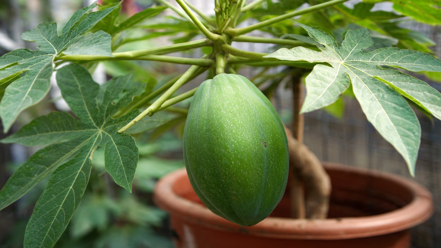 Simple Steps for Growing Papaya in a Pot for Beginners Without Any Complications