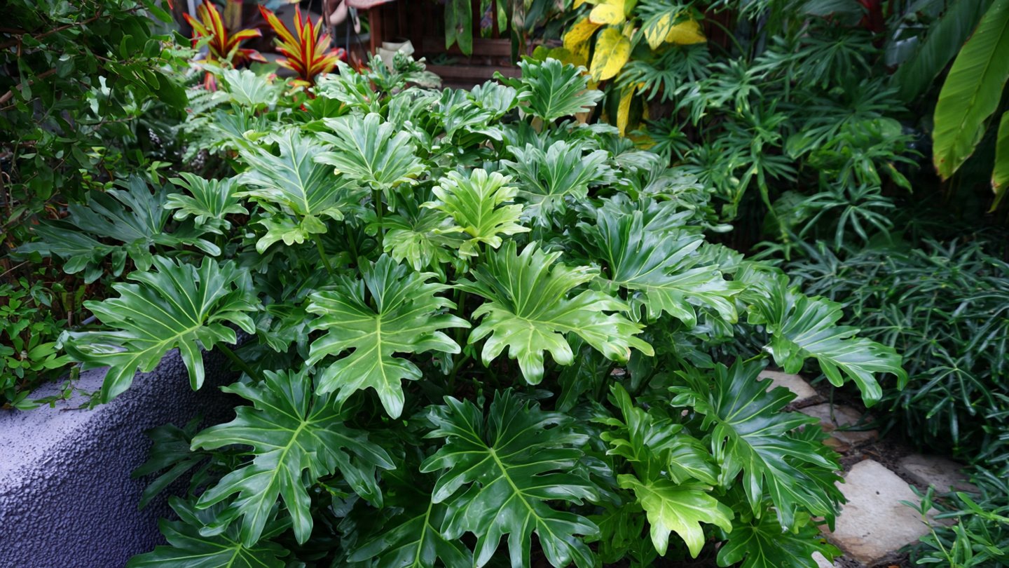 Simple Steps to Grow Philodendron Xanadu in Your Garden Beds for a Lush Tropical Look
